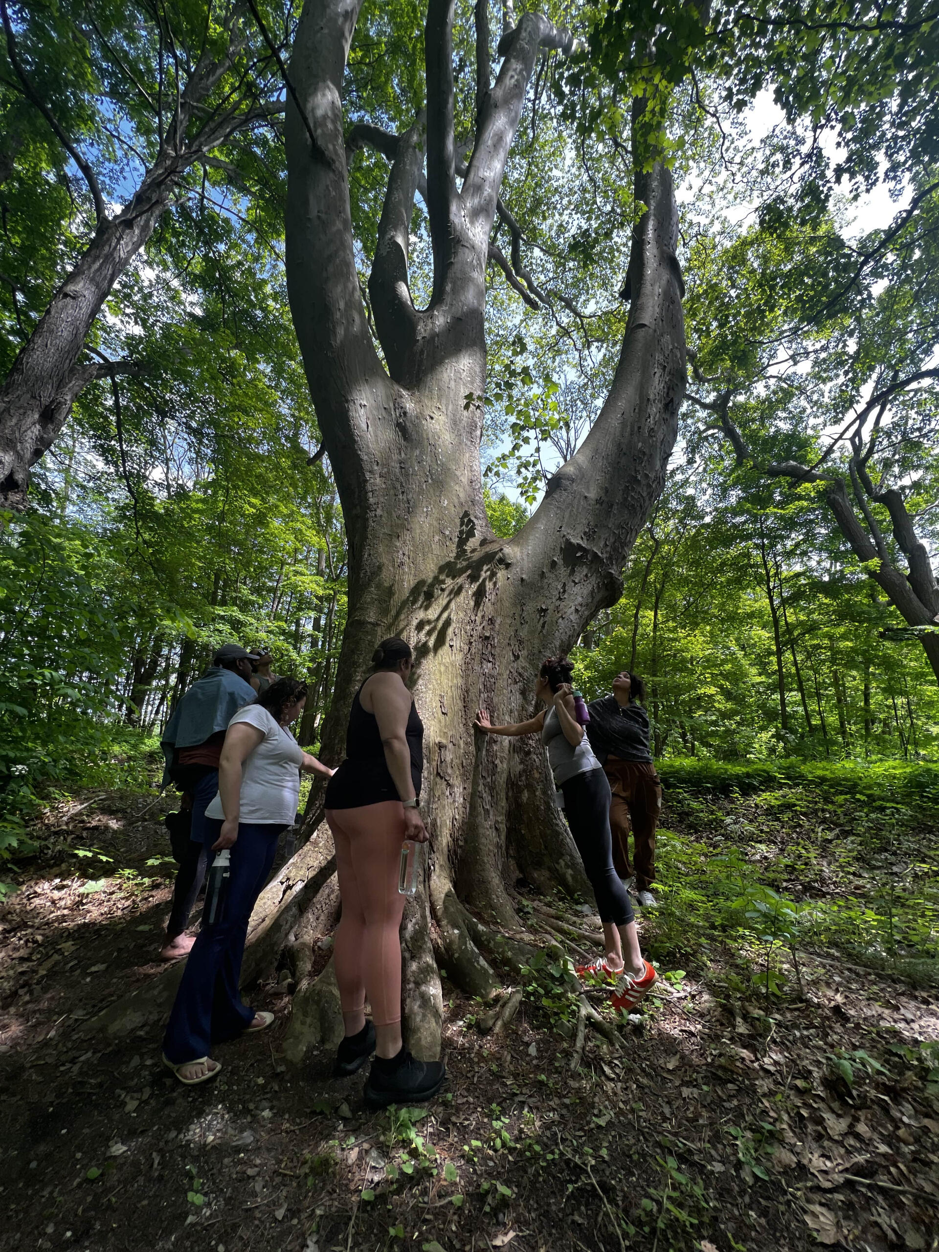 A group of BIPOC folks enjoy their time connecting to an old growth american sycamore on the ancestral lands of the Muheconneok